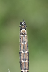 Somatochlora hudsonica