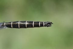 Somatochlora hudsonica