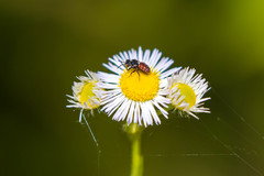 Holcopasites calliopsidis