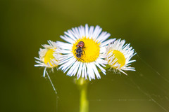 Holcopasites calliopsidis