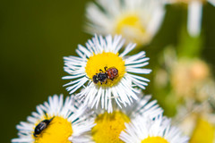 Holcopasites calliopsidis