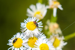 Holcopasites calliopsidis