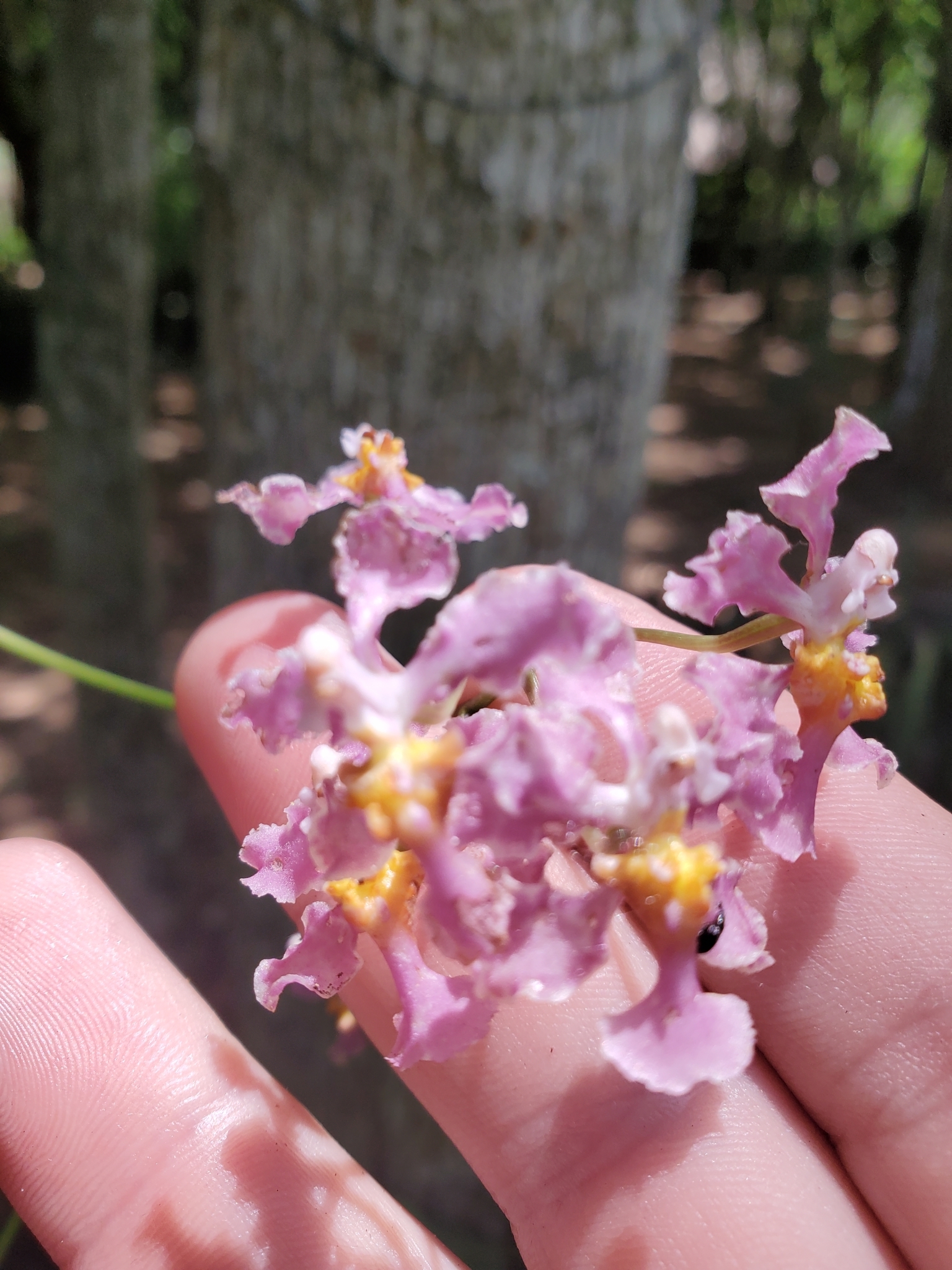 Trichocentrum andrewsiae