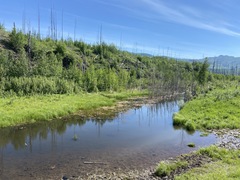 Somatochlora hudsonica