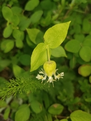 Silene campanulata