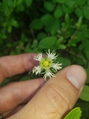 Silene campanulata