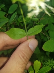 Silene campanulata