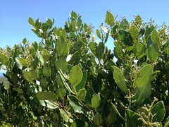 Olea capensis capensis