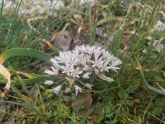 Allium crenulatum