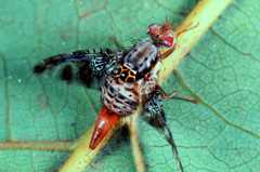 Ceratitis edwardsi