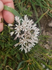 Allium crenulatum