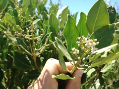 Olea capensis capensis