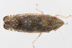Scaphytopius acutus