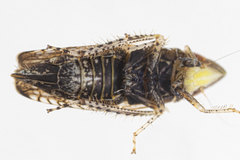 Scaphytopius acutus
