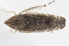 Scaphytopius acutus
