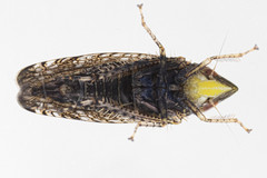 Scaphytopius acutus