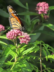 Danaus plexippus
