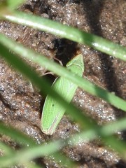 Draeculacephala minerva