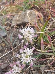 Allium crenulatum