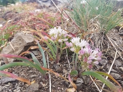 Allium crenulatum