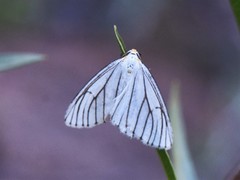 Neuromelia selectata