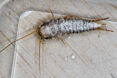 Allacrotelsa spinulata