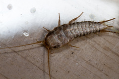 Allacrotelsa spinulata