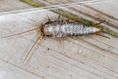 Allacrotelsa spinulata