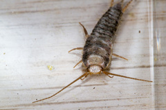 Allacrotelsa spinulata