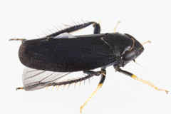 Limotettix anthracinus