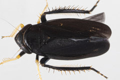 Limotettix anthracinus