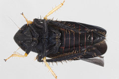 Limotettix anthracinus