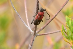 Purpuricenus dimidiatus