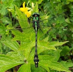 Ophiogomphus anomalus