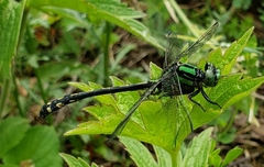 Ophiogomphus anomalus