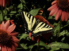 Papilio rutulus