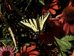 Papilio rutulus