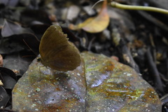 Faunis canens arcesilas