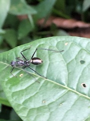 Dolichoderus rugosus