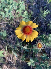 Gaillardia aristata