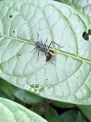 Dolichoderus rugosus