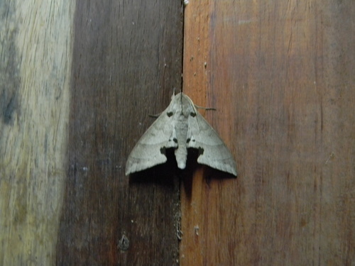 Polyptychus carteri