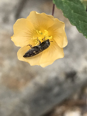 Acmaeodera neglecta neoneglecta