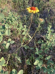 Gaillardia aristata