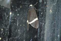 Karschiola holoclera