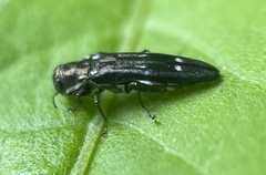 Agrilus obsoletoguttatus
