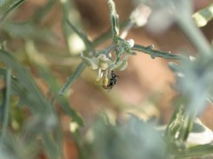 Perdita chamaesarachae