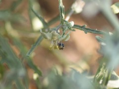 Perdita chamaesarachae