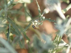 Perdita chamaesarachae