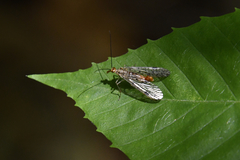 Panorpa nebulosa